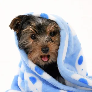 : Cute Puppies By John Daniels
