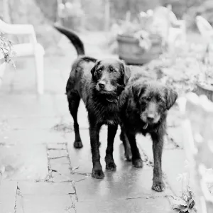Dogs - In garden Dogs - In garden