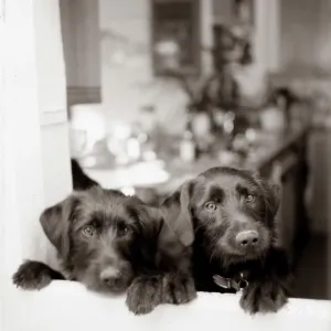 Dogs - Peering from kitchen window Dogs - Peering from kitchen window