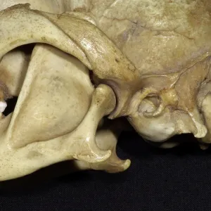 Dog's Skull - Close Up View showing the articulation Dog's Skull - Close Up View showing the articulation