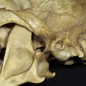 Dog's Skull - Close Up View showing dislocation Dog's Skull - Close Up View showing dislocation