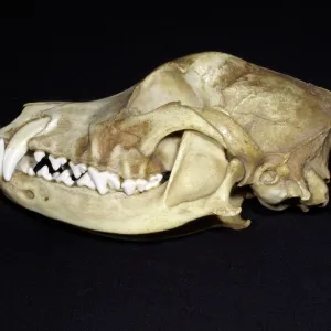 Dog's Skull Left side - Left side with bone over Dog's Skull Left side - Left side with bone over