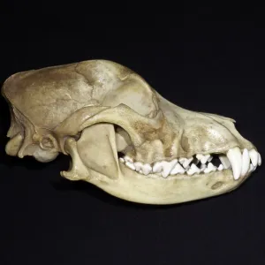 Dog's Skull Right Side Dog's Skull Right Side