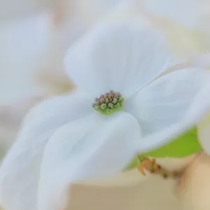 Dogwood tree bloom Dogwood tree bloom