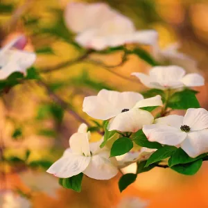 Dogwood tree bloom Dogwood tree bloom