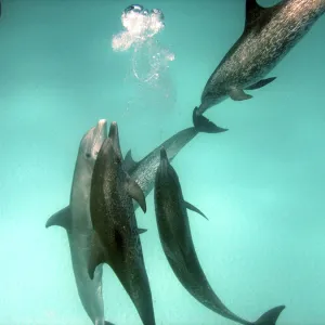 Dolphins - interspecies aggression. Altantic Spotted Dolphins - interspecies aggression. Altantic Spotted