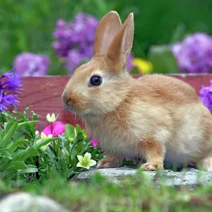 Domestic Brown Rabbit - sitting by flowers Domestic Brown Rabbit - sitting by flowers