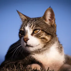 domestic, cat