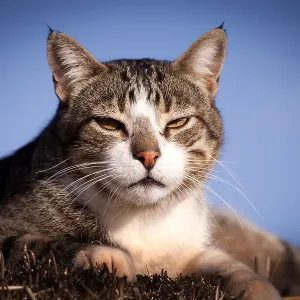 domestic, cat