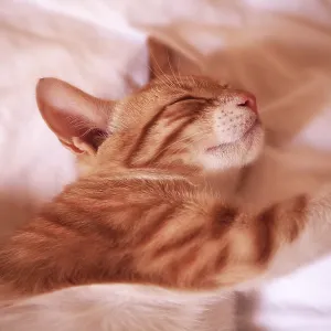 domestic, cat
