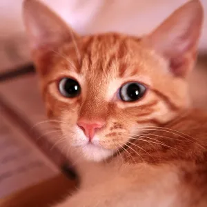domestic, cat