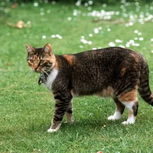 Domestic CAT - With collar, bell and name tag Domestic CAT - With collar, bell and name tag