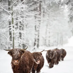 Domestic Cattle Domestic Cattle