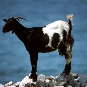 DOMESTIC GOAT