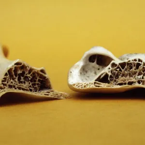 Domestic Goose - Bird bone section Domestic Goose - Bird bone section