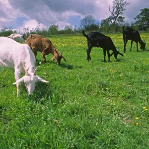 Domesticated Goats - billy / nanny goats graze Domesticated Goats - billy / nanny goats graze