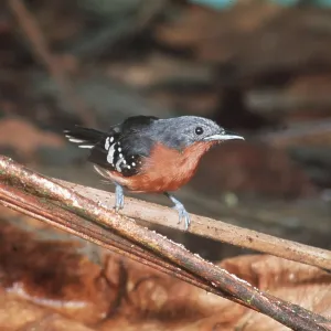 DOT-WINGED ANT-WREN - Female