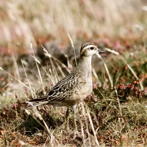 DOTTEREL DOTTEREL