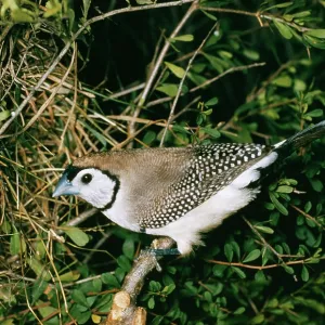 Double-bar Finch Double-bar Finch