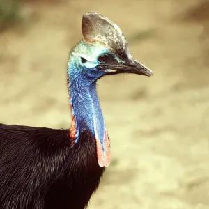 Double-wattled / Southern CASSOWARY Double-wattled / Southern CASSOWARY