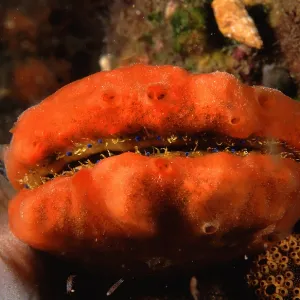Doughboy scallop - covered with sponge, blue eyes visible Doughboy scallop - covered with sponge, blue eyes visible