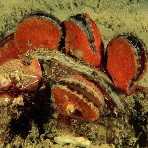 Doughboy scallop - and King scallop Pecten miridionalis Doughboy scallop - and King scallop Pecten miridionalis