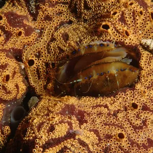 Doughboy scallop - living in the middle of an ascidian Doughboy scallop - living in the middle of an ascidian