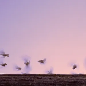 Doves flutter above roofline against dawn or dusk Doves flutter above roofline against dawn or dusk