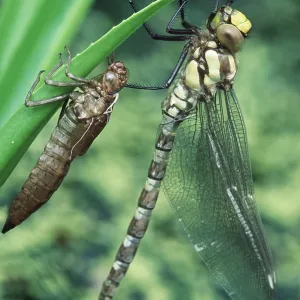 DRAGONFLY Southern Hawker - newly emerged from nymph case DRAGONFLY Southern Hawker - newly emerged from nymph case