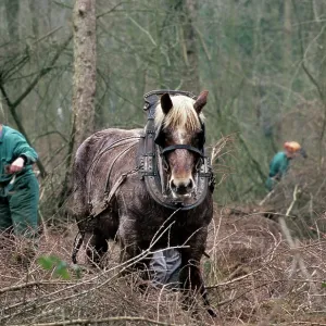 Draught Horse - with man working in woods Draught Horse - with man working in woods