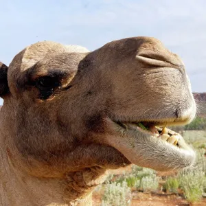 Dromedary / Arabian Camel - feeding