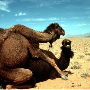 Dromedary CAMELS - mating Dromedary CAMELS - mating
