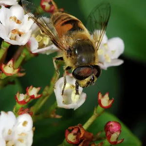 Dronefly - male common garden hoverfly, feeding on pollen Dronefly - male common garden hoverfly, feeding on pollen