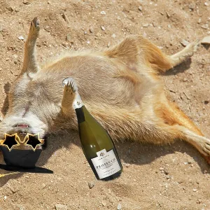 Drunk Meerkat lying in the sand celebrating graduation Drunk Meerkat lying in the sand celebrating graduation