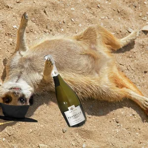 Drunk Meerkat lying in the sand celebrating graduation Drunk Meerkat lying in the sand celebrating graduation