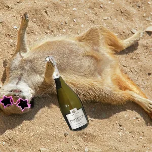 Drunk Meerkat lying in the sand celebrating graduation Drunk Meerkat lying in the sand celebrating graduation