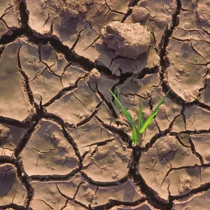 Dry cracked muddy farmland with single shoot of Dry cracked muddy farmland with single shoot of