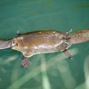 Duck-billed Platypus - On surface near bank of creek Duck-billed Platypus - On surface near bank of creek