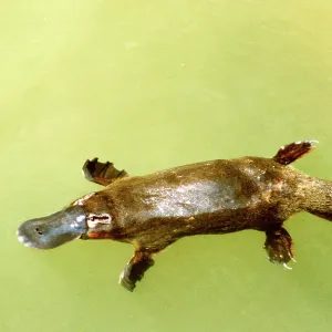 Duck-billed Platypus - in water from above