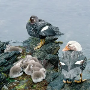 DUCK - Falkland Flightless Steamer Ducks DUCK - Falkland Flightless Steamer Ducks