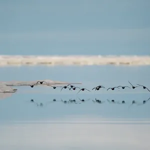 Ducks in flight above the open water Arctic National Ducks in flight above the open water Arctic National