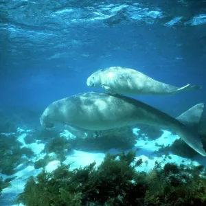 Dugong - female and calf Dugong - female and calf