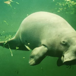 Dugong - side on, underwater