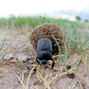 Dung Beetle - rolling dung Dung Beetle - rolling dung