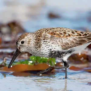 Dunlin - adult feeding on foreshore Dunlin - adult feeding on foreshore