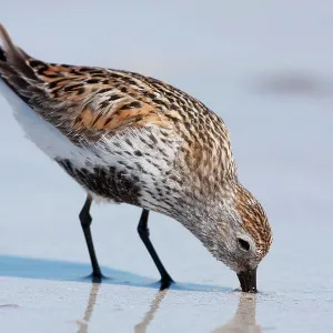 Dunlin - Single adult probing the sand for food Dunlin - Single adult probing the sand for food