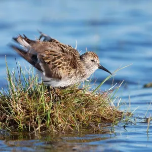 Dunlin - Single adult shaking feathers Dunlin - Single adult shaking feathers