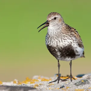 Dunlin - Single adult singing from lichen covered rock Dunlin - Single adult singing from lichen covered rock