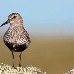 Dunlin - Single adult standing on lichen covered rock Dunlin - Single adult standing on lichen covered rock
