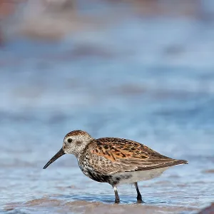 Dunlin - Single adult standing in shallow water on the coast Dunlin - Single adult standing in shallow water on the coast